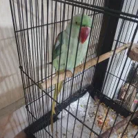 شاه طوطی|پرنده|نیشابور, بنیاد شهید|دیوار