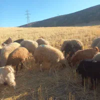 شک داشتی|حیوانات مزرعه|چرداول, |دیوار