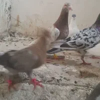 کفتر خطی و هفت رنگ