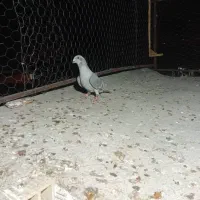 کبوتر|پرنده|برازجان, |دیوار