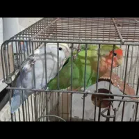 طوطی برزیلی|پرنده|ری, جوانمرد قصاب|دیوار