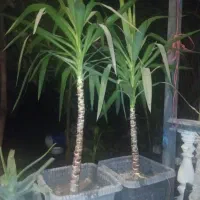 نهال یوکا و پیاز گل شیپوری
