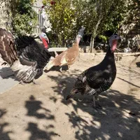 ۵ عدد بوقلمون