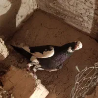 نر پلنگ گرفتنی|پرنده|زابل, |دیوار