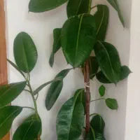 گل فیکوس|گل و گیاه طبیعی|شهرکرد, |دیوار