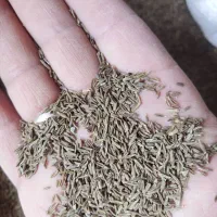 آلبالو خشک برگه زردآلوکشمش مویز چای سبز تناژ دارم|عمده‌فروشی|بیرجند, |دیوار