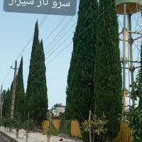 تولید کننده انواع سرو و کاج کرمانشاه