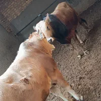 ۲راس گوساله چاقسرکداراجری|حیوانات مزرعه|پیشوا, |دیوار