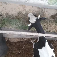 گاوتولید بالا|حیوانات مزرعه|رفسنجان, |دیوار