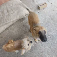 توله سگ ژرمن شپرد نر|سگ|مشهد, خلق آباد سفلی|دیوار