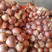 پیاز|عمدهفروشی|زنجانرود, |دیوار