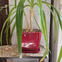 ۴ عدد گل سوسن عنکبوتی