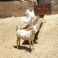 بز دورگ پاکستانی|حیوانات مزرعه|شیروان (خراسان), |دیوار