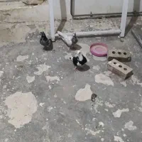 چهار عدد کبوتر