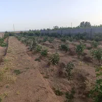 زمین باغی دارای مجوز ویلاسازی(مناسب سرمایه گذاری)|فروش زمین و ملک کلنگی|صفادشت, |دیوار