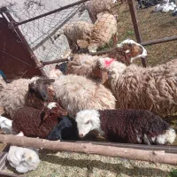 بره نر|حیوانات مزرعه|مود, |دیوار