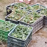 نهال توت فرنگی سابرینا درجه یک|گل و گیاه طبیعی|خان ببین, |دیوار