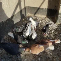 کبوتر|پرنده|نیشابور, مازول|دیوار