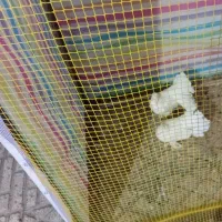 کفتر دم چتری پاپر|پرنده|اقبالیه, |دیوار