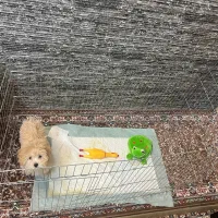 قفس سگ|لوازم جانبی حیوانات|ری, ظهیرآباد|دیوار