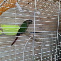 طوطی|پرنده|برازجان, |دیوار