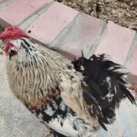 خروس نژاد دار