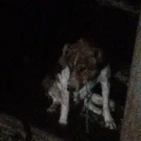 توله نر لاس با مادر ش|سگ|دهاقان, |دیوار