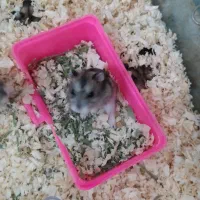 همستر و کمپل|موش و خرگوش|کرج, کوی کارمندان شمالی|دیوار