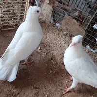 سفید|پرنده|کرخه, |دیوار