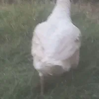 با سلام بوقلمو بیوتی سنگین وزن|حیوانات مزرعه|کهک, |دیوار