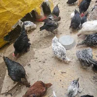 فروش خروس و مرغ رسمی|حیوانات مزرعه|کهریزک, |دیوار