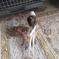 عروس هلندی نر