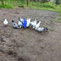 کفتر یا کبوتر|پرنده|رودسر, |دیوار