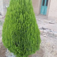 فروش خونه قدیمی|فروش زمین و ملک کلنگی|جرقویه, |دیوار