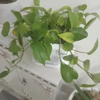 گل پتوس|گل و گیاه طبیعی|تربت‌حیدریه, منظر|دیوار