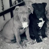 پیتبول|سگ|قشم, |دیوار