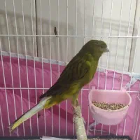 نر و ماده سالم