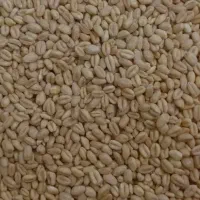 گندم تمیز تیمی ساورز درجه یک