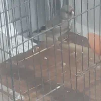 جوجه سهره نر