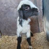 بره نره شیری