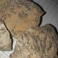 سنگ شجر فسیلی دونه ای ۵۰|کلکسیون اشیاء عتیقه|کرمان, |دیوار