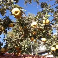 میوه ارگانیک..میوه  به  شهرستان  اراک|خوردنی و آشامیدنی|تهران, شهرک شهید باقری|دیوار