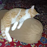 گربه گمشده|حیوانات|سرخنکلاته, |دیوار