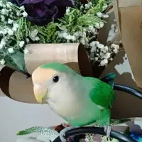 طوطی برزیلی