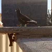 کفتر هوایی کبوتر بوم|پرنده|طرقبه, |دیوار