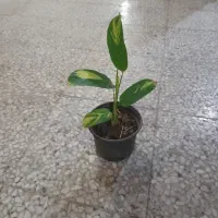 گل و گیاه،مارانتا و پتوس مارانتا۳۵ تومن پتوس۷۰تومن|گل و گیاه طبیعی|رشت, رشتیان|دیوار
