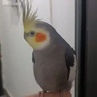 طوطی عروس هلندی سخنگو|پرنده|رشت, پیرکلاچای|دیوار