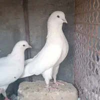 کبوتر پرشی تضمینی|پرنده|حاجی آباد, |دیوار