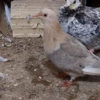 دو موشی طلایی نر|پرنده|فردوس (خراسان), |دیوار