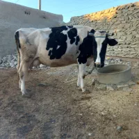 گاو گوساله|حیوانات مزرعه|آشخانه, |دیوار